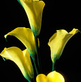 Yellow calla lilies by Garry Gay Yellow calla lilies by Garry Gay