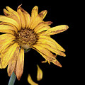 Yellow dahlia withered flower with petals Photograph by Michalakis Ppalis Yellow dahlia withered flower with petals Photograph by Michalakis Ppalis
