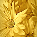 Yellow Daisies Photograph by Onyonet Photo Studios Yellow Daisies Photograph by Onyonet Photo Studios