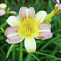 Yellow Daylily Photograph by D K Wall Yellow Daylily Photograph by D K Wall
