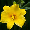 Yellow Daylily Flower by Christina Rollo Yellow Daylily Flower by Christina Rollo