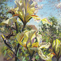 Yellow Iris Pastel by Mark Mille Yellow Iris Pastel by Mark Mille