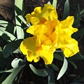 Yellow Iris by Shannon Grissom Yellow Iris by Shannon Grissom
