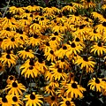 Yellow is the color of ..... by David Lane Yellow is the color of ..... by David Lane