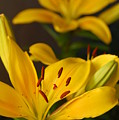 Yellow Lily Mirror Photograph by Amy Fose Yellow Lily Mirror Photograph by Amy Fose