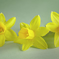 Yellow Mini Narcissus by Iris Richardson Yellow Mini Narcissus by Iris Richardson