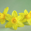 Yellow Mini Narcissus On Green 2 by Iris Richardson Yellow Mini Narcissus On Green 2 by Iris Richardson