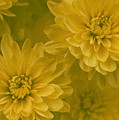 Yellow Mums by Linda Sannuti Yellow Mums by Linda Sannuti