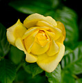 Yellow on green. Photograph by Elena Perelman Yellow on green. Photograph by Elena Perelman