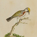 Yellow Poll Warbler by John Abbot Yellow Poll Warbler by John Abbot