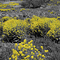Yellow Prairie II by Dylan Punke Yellow Prairie II by Dylan Punke