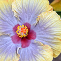 Yellow Purple Hibiscus 3 Photograph by Amy Fose Yellow Purple Hibiscus 3 Photograph by Amy Fose