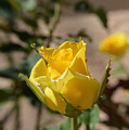 Yellow Rose with Ants Photograph by Aimee L Maher ALM GALLERY Yellow Rose with Ants Photograph by Aimee L Maher ALM GALLERY