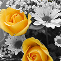 Yellow Roses Photograph by Amy Fose Yellow Roses Photograph by Amy Fose