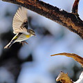 Yellow-rumped Warbler Landing Photograph by Daniel Reed Yellow-rumped Warbler Landing Photograph by Daniel Reed