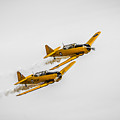 Yellow Thunder Harvard Team Photograph by Bill Cubitt Yellow Thunder Harvard Team Photograph by Bill Cubitt