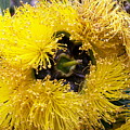 Yellow Tree Flower Photograph by Amy Fose Yellow Tree Flower Photograph by Amy Fose