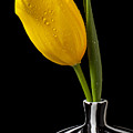 Yellow Tulip In Striped Vase by Garry Gay Yellow Tulip In Striped Vase by Garry Gay