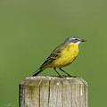 Yellow Wagtail perching on the roundpole a close-up Photograph by Torbjorn Swenelius Yellow Wagtail perching on the roundpole a close-up Photograph by Torbjorn Swenelius