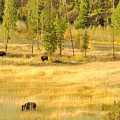 Yellowstone Bison Photograph by Merle Grenz Yellowstone Bison Photograph by Merle Grenz