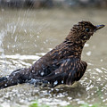Young Blackbird's bath Photograph by Torbjorn Swenelius Young Blackbird's bath Photograph by Torbjorn Swenelius