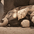 Young Elephant Lying Down by Johan Swanepoel Young Elephant Lying Down by Johan Swanepoel