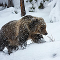 Young Grizzly in Blizzard Photograph by Mark Miller Young Grizzly in Blizzard Photograph by Mark Miller