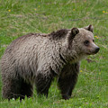 Young Grizzly Photograph by Mark Miller Young Grizzly Photograph by Mark Miller