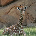 Young Masai Giraffe Photograph by Valerie Collins Young Masai Giraffe Photograph by Valerie Collins