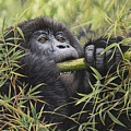 Young Mountain Gorilla Painting by Alan M Hunt Young Mountain Gorilla Painting by Alan M Hunt