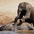 Young playful African Elephants by Nick Biemans