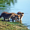 Young Raccoons Photograph by Ted Keller Young Raccoons Photograph by Ted Keller