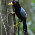 Yucatan Jay Photograph by Ben Foster Yucatan Jay Photograph by Ben Foster