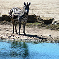 Zebra at the watering hole Mixed Media by Steve Karol Zebra at the watering hole Mixed Media by Steve Karol