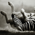 Zebra rolling Photograph by Johan Swanepoel Zebra rolling Photograph by Johan Swanepoel