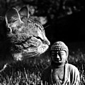 Zen Cat Black and White- Photography by Linda Woods Photograph by Linda Woods Zen Cat Black and White- Photography by Linda Woods Photograph by Linda Woods