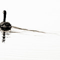 Zen Geese Photograph by Bob Coates