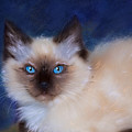 Zen Ragdoll Cat by Michelle Wrighton
