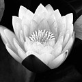 Rising Zen Photograph by John F Tsumas Rising Zen Photograph by John F Tsumas