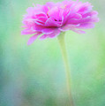 Painted Pink Zinnia Photograph by Anita Pollak Painted Pink Zinnia Photograph by Anita Pollak