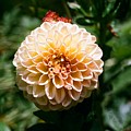 Zinnia by Dean Triolo Zinnia by Dean Triolo