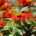 Zinnias in Autumn Colors Photograph by Colleen Cornelius Zinnias in Autumn Colors Photograph by Colleen Cornelius