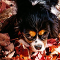 Zoey - Look Into My Eyes Photograph by Gwen Gibson Zoey - Look Into My Eyes Photograph by Gwen Gibson