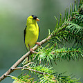 American Goldfinch Photograph by Cathy Kovarik American Goldfinch Photograph by Cathy Kovarik