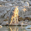 At the water hole ... Photograph by Eric Pengelly At the water hole ... Photograph by Eric Pengelly