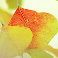 Autumn Leaves by Bill Morgenstern Autumn Leaves by Bill Morgenstern