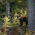 Bear Photograph by David Kirby Bear Photograph by David Kirby