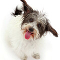 Black-and-white Jackapoo #1 by Mark Taylor / Naturepl.com