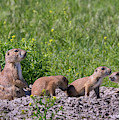 Black-tailed Prairie Dog Family At Den by Ivan Kuzmin Black-tailed Prairie Dog Family At Den by Ivan Kuzmin