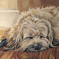 Bosley's Nap by Cheryl Pass Bosley's Nap by Cheryl Pass